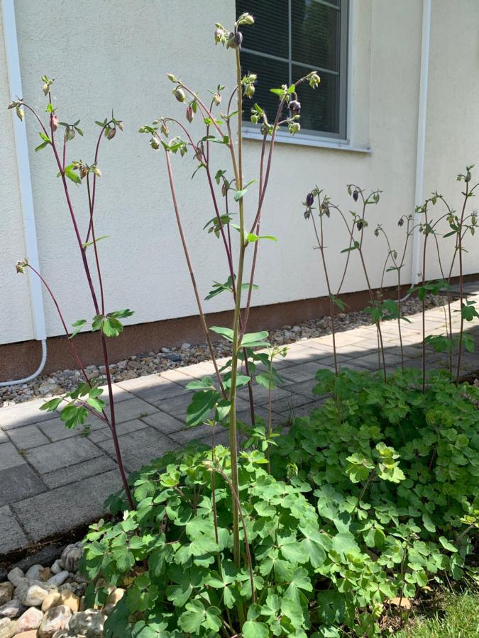 Studiovy Apartman V Zahrade Police nad Metují 외부 사진